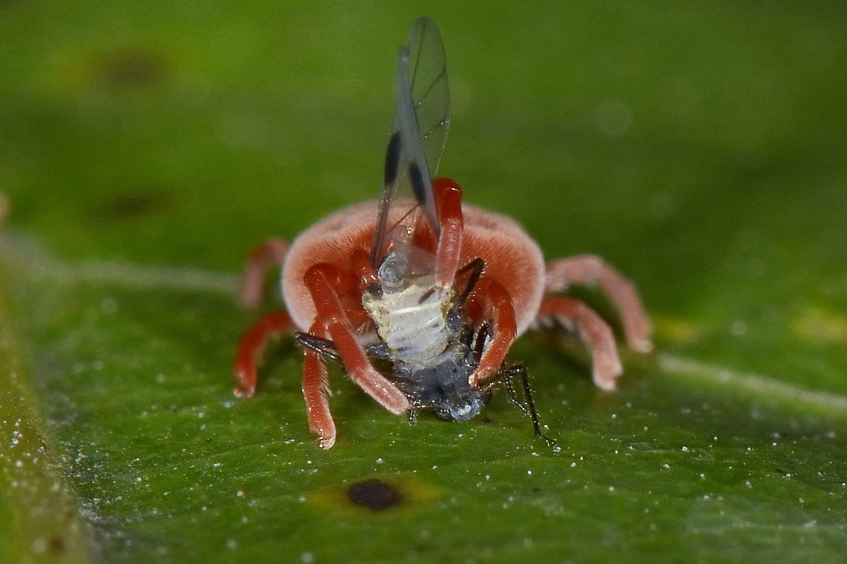 Trombidiidae razziatori di uova di opilioni e di afidi